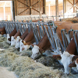 Betriebsbesuche und After Work in der Geschäftsstelle Wr. Neustadt - 7.10.204